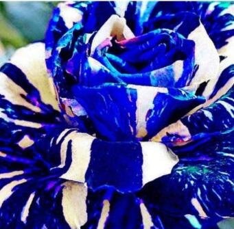 Fresh 3PCS Adenium obesum Seeds Blue with White Stripes