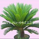 Fresh 10PCS Cycas Tree Seeds