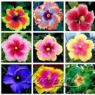 Fresh 100PCS Giant Hibiscus Mixed Flower Seeds