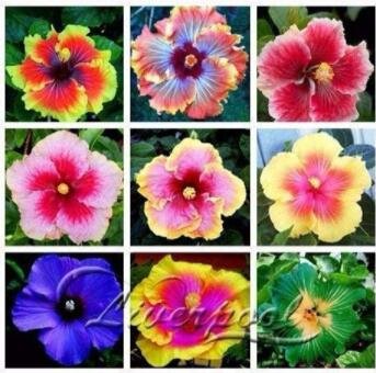 Fresh 100PCS Giant Hibiscus Mixed Flower Seeds