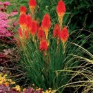 Fresh 100PCS Kniphofia ’Flaming Torch Lily’ Seeds Red Hot Poker
