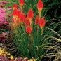 Fresh 100PCS Kniphofia ’Flaming Torch Lily’ Seeds Red Hot Poker