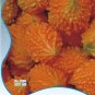 Fresh 8 Seeds/Pack Yellow Momordica Seeds Smallest Bitter Melon Momordica Charantia