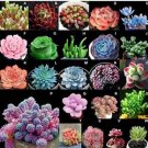 Fresh 100PCS MIXED Succulent Bonsai Seeds