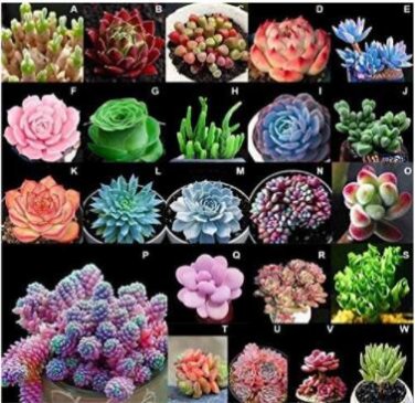Fresh 100PCS MIXED Succulent Bonsai Seeds