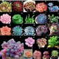 Fresh 100PCS MIXED Succulent Bonsai Seeds