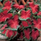 Fresh 50PCS Japanese Caladium Seeds Dark Red Leaves with Dark Green Edge