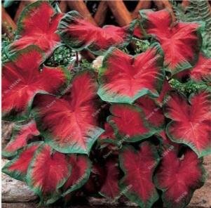 Fresh 50PCS Japanese Caladium Seeds Dark Red Leaves with Dark Green Edge