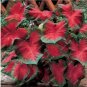 Fresh 50PCS Japanese Caladium Seeds Dark Red Leaves with Dark Green Edge