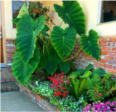 Fresh 100PCS Giant Elephant Seeds Dark Green Color