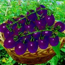 Fresh Hybrid Purple Pearl Cherry Tomato Seeds 100 Seeds Simple pack Fruit Edible