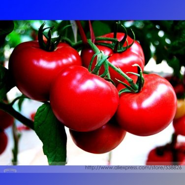 Fresh Sami Big Bright Red Tomato Hybrid F1 Fruit Seeds 100 Seeds Crisp Sweet Tomato