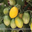Fresh Pearl Drops Tomato F1 Seeds 100 Seeds/Pack Quantities on Cascadingin Baskets