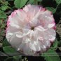Fresh st Pink Rose Flower with Red Edge Seeds 50 Seeds/Pack Strong Fragrant Flower