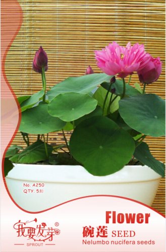 Fresh 5 Seeds/Pack Double Red Lotus Seeds Perennial Nelumbo Nucifera