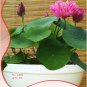 Fresh 5 Seeds/Pack Double Red Lotus Seeds Perennial Nelumbo Nucifera
