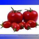 Fresh Honglian Small Big Mixed Dark Red Tomato Hybrid F1 Tomato Seeds 100 Seeds Tomato