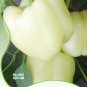 Fresh 1 Original Pack 8 Seeds/Pack White Sweet Bell Pepper Seeds Edible Vegetables