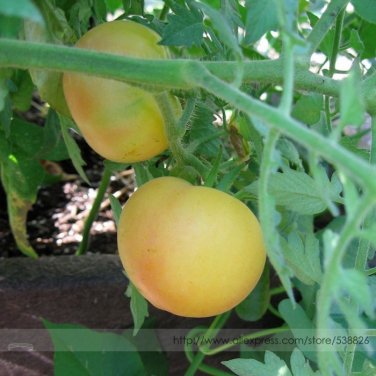 Fresh Wapsipinicon Peach Tomato Seeds 100 Seeds Unusual Cream Yellow Gourmet Tomato