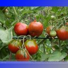 Fresh Japonskij Black Truffle Tomato Seeds 100 Seeds/Pack Lycopersicon Esculentum