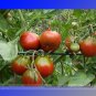 Fresh Japonskij Black Truffle Tomato Seeds 100 Seeds/Pack Lycopersicon Esculentum