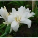 Fresh 100PCS Tuberose Seeds White Flowers