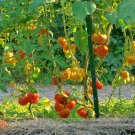Fresh Old German Tomato Seeds 100 Seeds/Pack Lycopersicon Esculentum Tasty