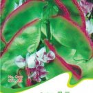 Fresh 1 Original Pack 6 seeds / pack Green Purple Long Hyacinth Bean Seeds Delicious