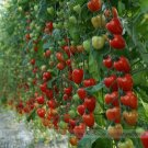 Fresh Tomatoberry Hybrid Tomato Seeds 100 Seeds / Pack Super sweet Cherry