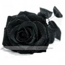 Fresh 1 Professional Pack 50 seeds / pack Turkey Black Rose Shrub Flower Seed