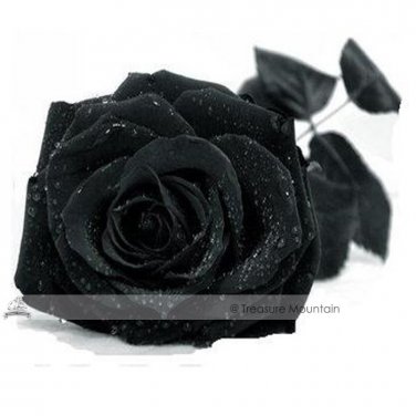 Fresh 1 Professional Pack 50 seeds / pack Turkey Black Rose Shrub Flower Seed