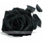 Fresh 1 Professional Pack 50 seeds / pack Turkey Black Rose Shrub Flower Seed