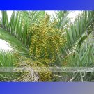 Fresh 1 Professional Pack 20 seeds / pack Date Palm Phoenix Dactylifera Tree Seed