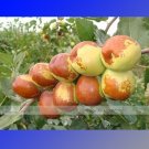 Fresh 1 Professional Pack 20 seeds / pack Ziziphus Jujube Seeds Chinese Date Hardy