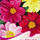Fresh 1 Original Pack 30 seeds Mix Dahlia Hybrida Dwarf Dahlia Flowrs #A030