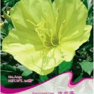 Fresh 1 Original Pack 50 seeds Telosma Cordarum Merr Yellow Night Willow Flowers