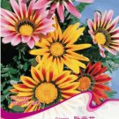 Fresh 1 Original Pack 20 seeds Gazania Splendens Mixed Flower Seeds #A028