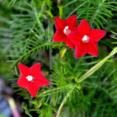 Fresh 10 Seeds/Pack Red Cypress Vine Humming Bird Vine Perennial Climbing Flowers