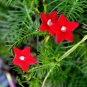 Fresh 10 Seeds/Pack Red Cypress Vine Humming Bird Vine Perennial Climbing Flowers