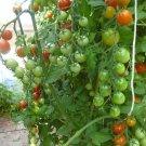 Fresh Dolce Vita Organic Cherry Tomato Seeds professional pack 100 Seeds TS287T