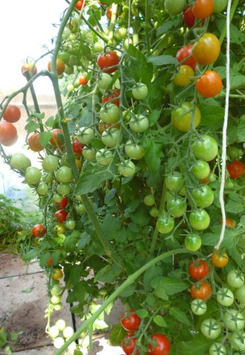 Fresh Dolce Vita Organic Cherry Tomato Seeds professional pack 100 Seeds TS287T