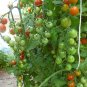 Fresh Dolce Vita Organic Cherry Tomato Seeds professional pack 100 Seeds TS287T