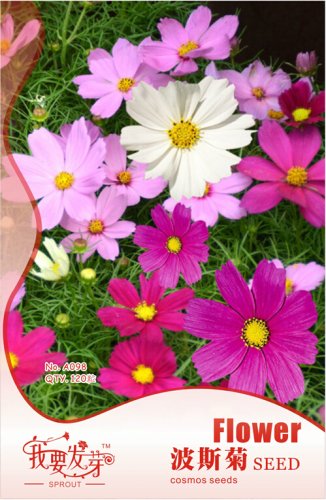 Fresh 10 Original Packs 120 seeds / pack Fresh Coreopsis Seeds Mix Cosmos Flowers