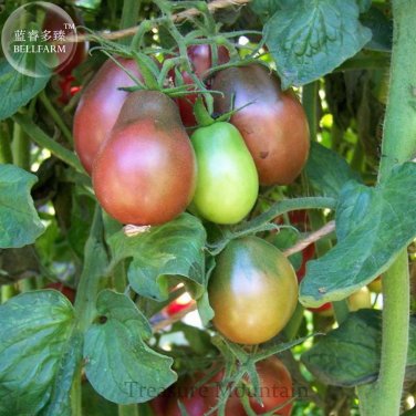 Fresh Heirloom Evan s Purple Pear Tomato Seeds professional pack 100 Seeds TS291T