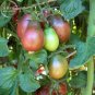 Fresh Heirloom Evan s Purple Pear Tomato Seeds professional pack 100 Seeds TS291T