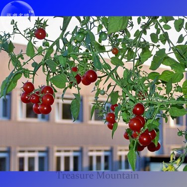 Fresh Heirloom Tess s Landrace Cherry Tomato Seeds professional pack 100 Seeds
