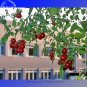 Fresh Heirloom Tess s Landrace Cherry Tomato Seeds professional pack 100 Seeds