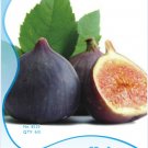 Fresh 1 Original Packs 6 Seeds/Pack Ficus carica L. Purple Patlican Fig Seeds