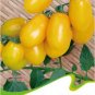 Fresh 1 Original pack 20 Seeds/Pack Roma Yellow Little Tomato Edible Tomato seeds