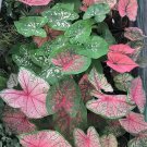 Fresh Caladiums Sweetheart Mixed Seeds
